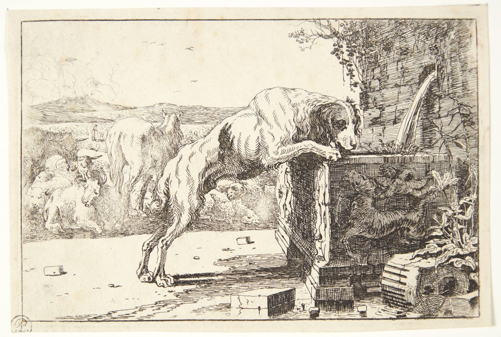 Hund ved en fontæne