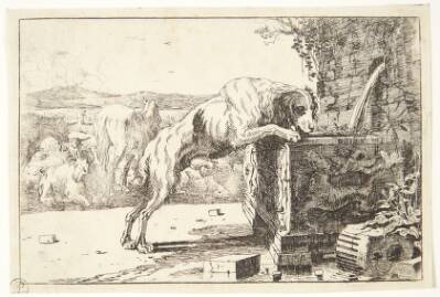Hund ved en fontæne