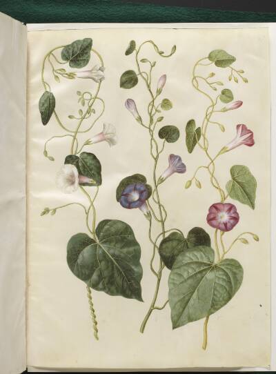 Ipomoea purpurea (purpur-pragtsnerle)