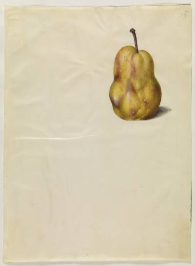 Pyrus communis (almindelig pære)