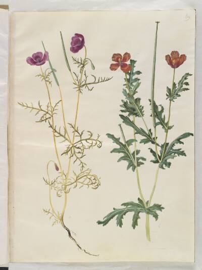 Roemeria hybrida (violet hornvalmue); Glaucium corniculatum (rød hornskulpe)