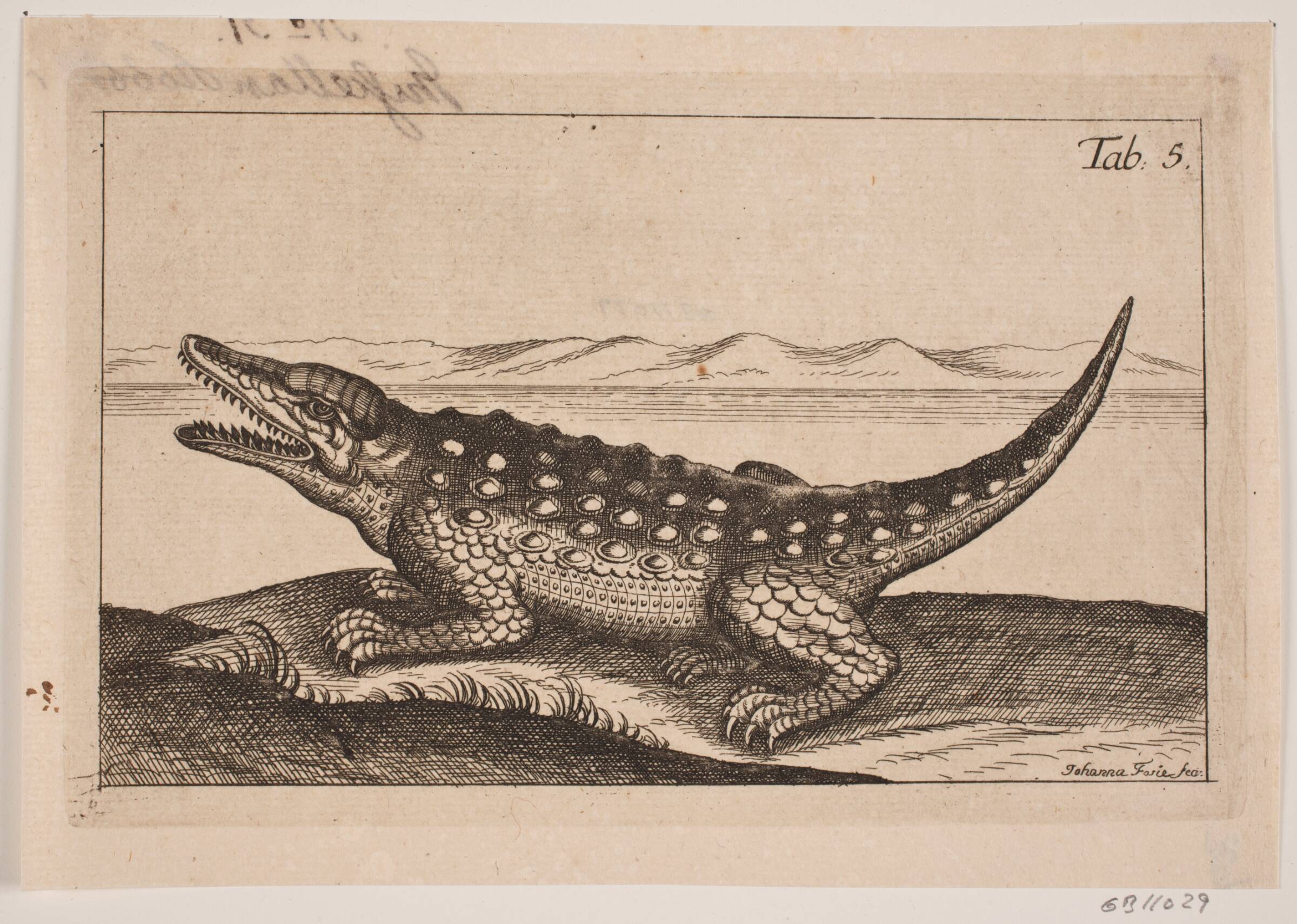En krokodille, Johanna Fosie, 1740-1749