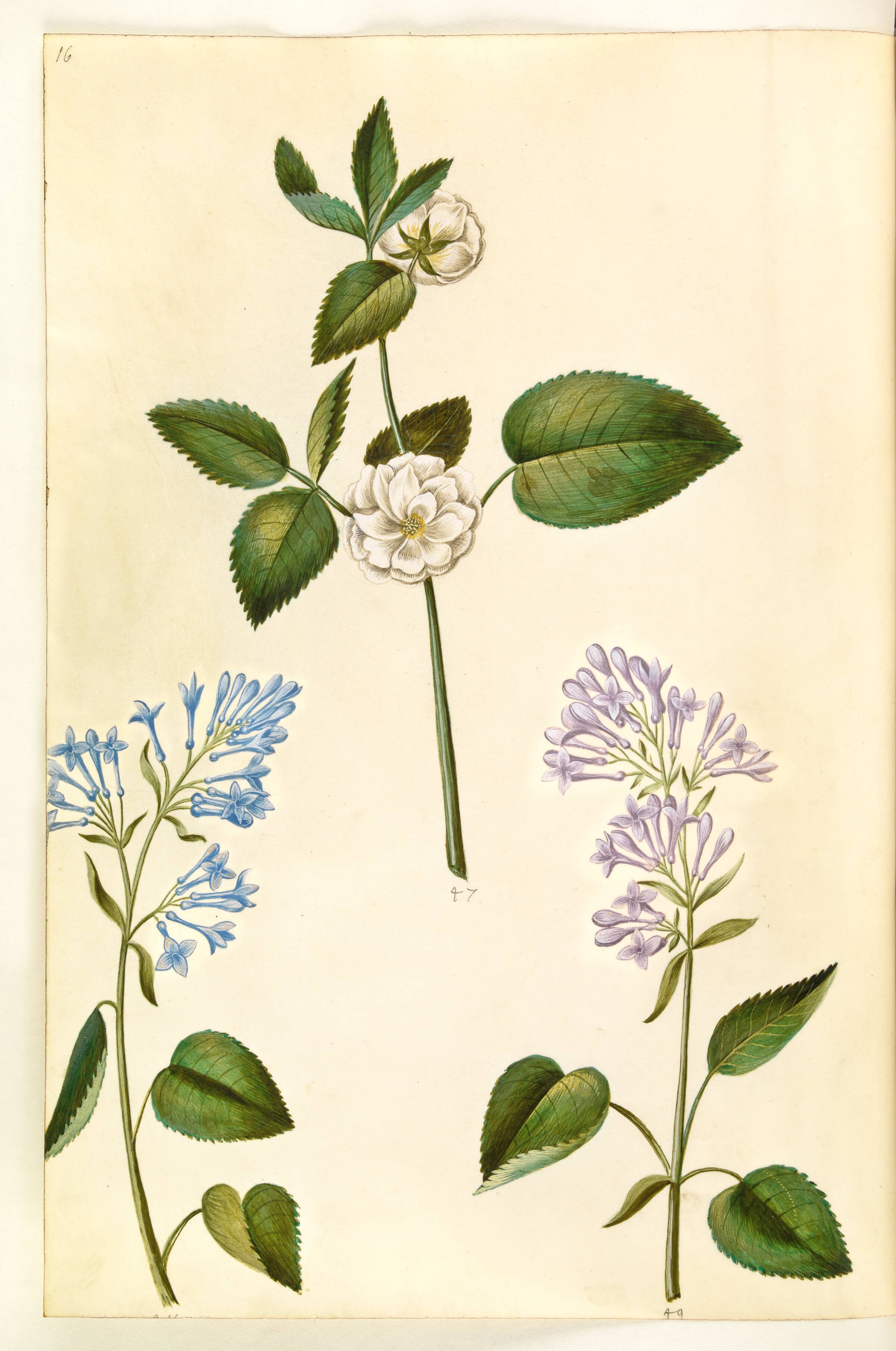 Rosa (?) (rose); Syringa vulgaris (almindelig syren), Hans Simon Holtzbecker, 1635-1664