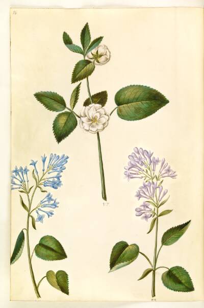 Rosa (?) (rose); Syringa vulgaris (almindelig syren)
