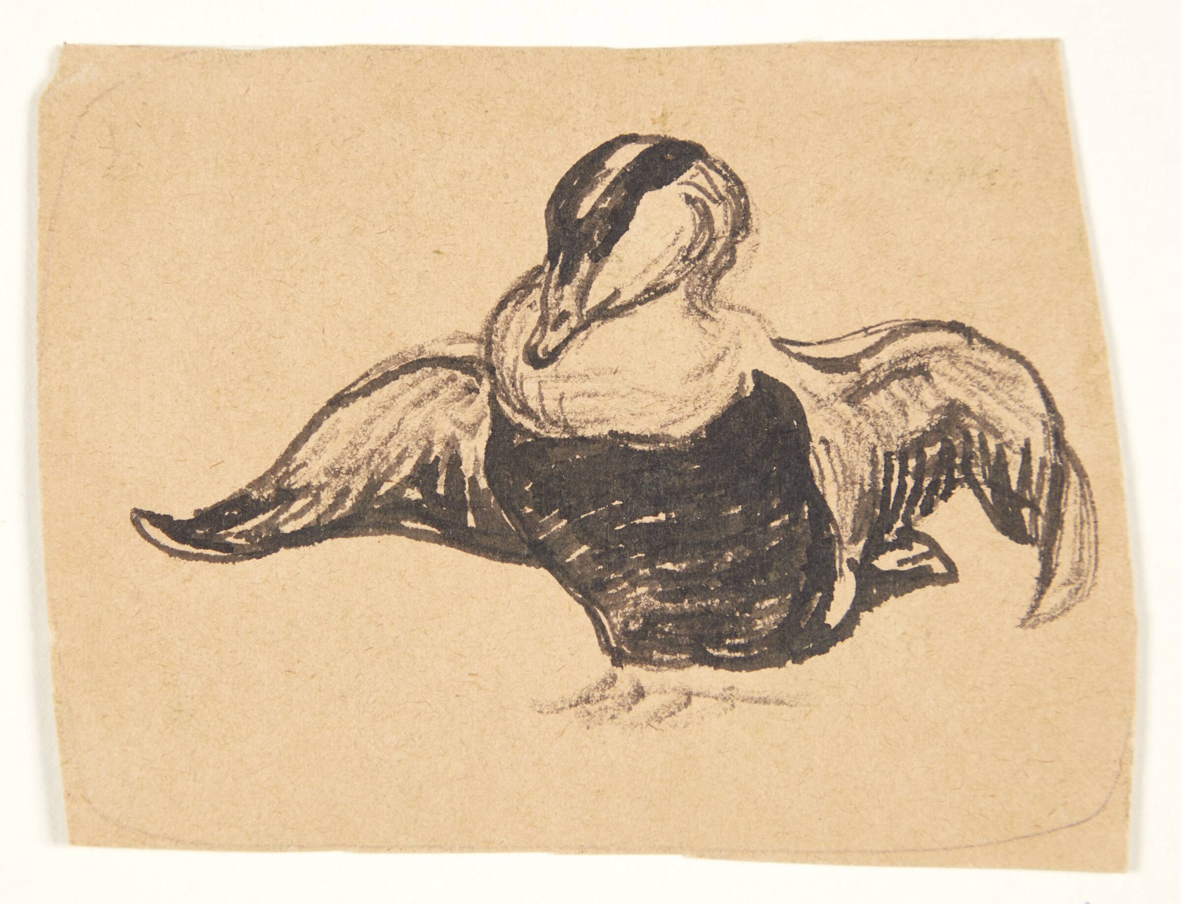 Ederfugl, Johannes Larsen, 1898