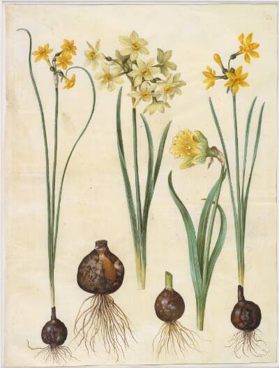 Narcissus jonquilla (siv-narcis); Narcissus tazetta aureus (guld-tazet); Narcissus pseudonarcissus bicolor (tofarvet påskelilje)