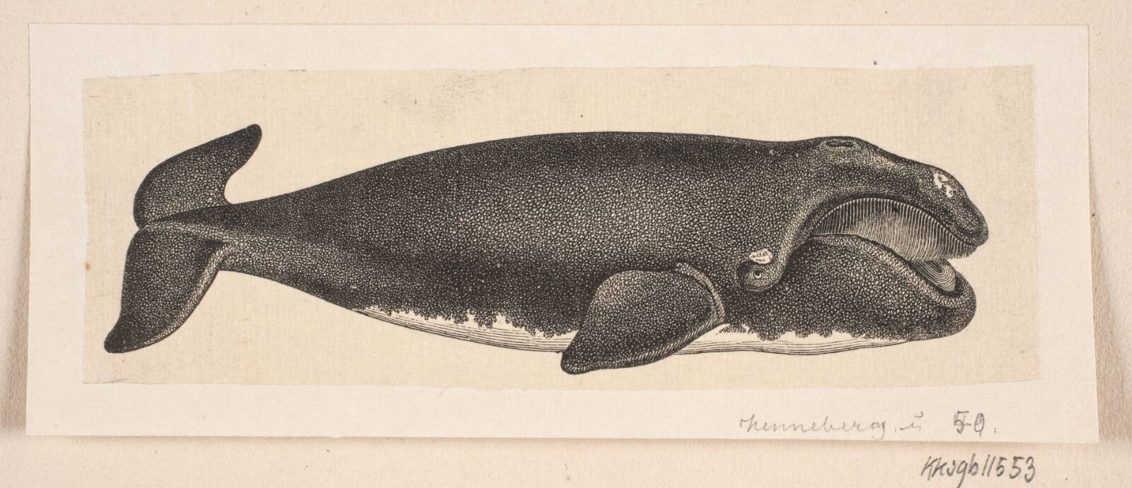 En hval, H.C. Henneberg, 1850