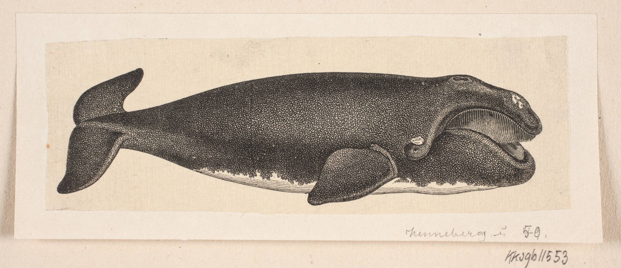 En hval, H.C. Henneberg, 1850