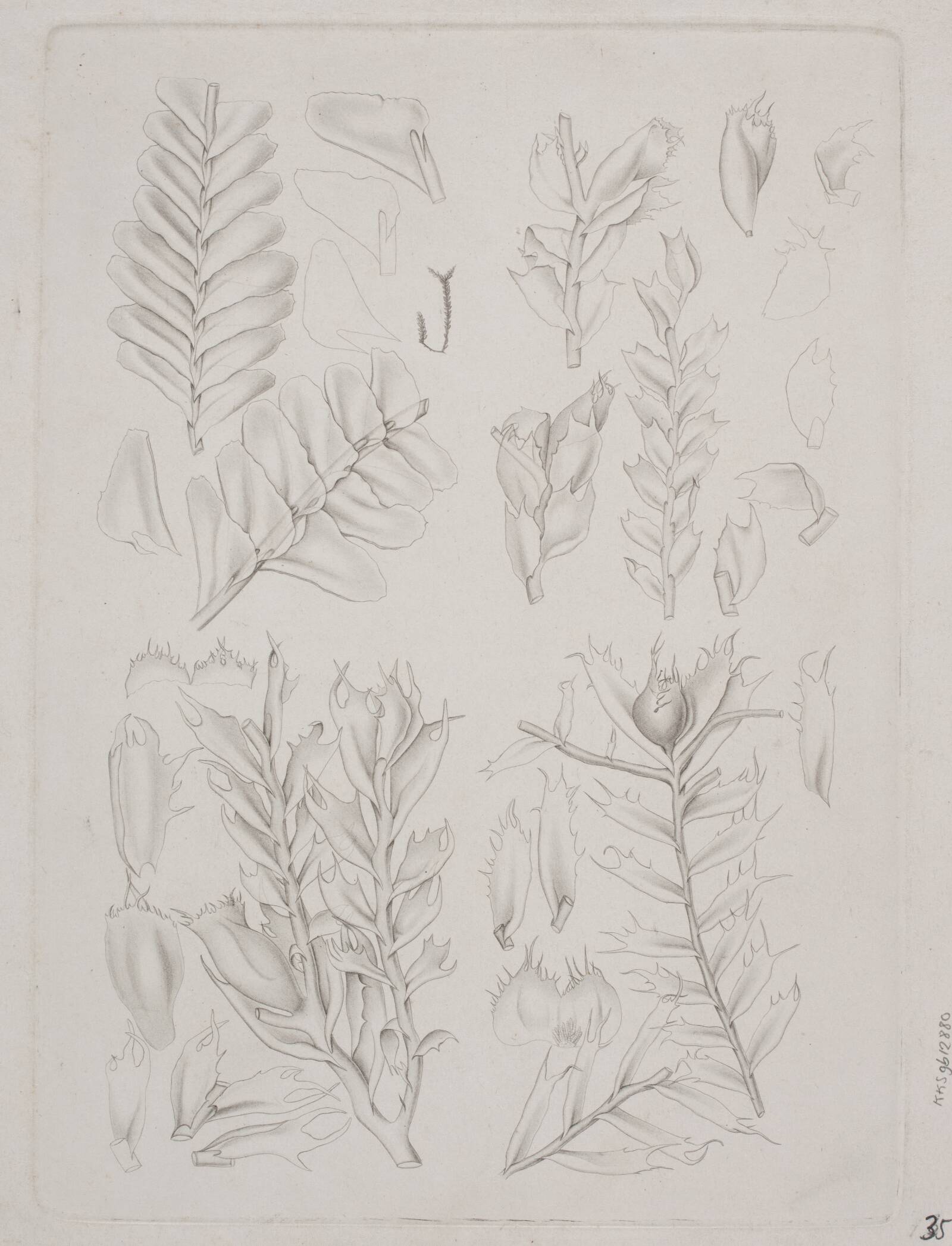 Botanisk radering, Augusta Thornam, 1850-1899