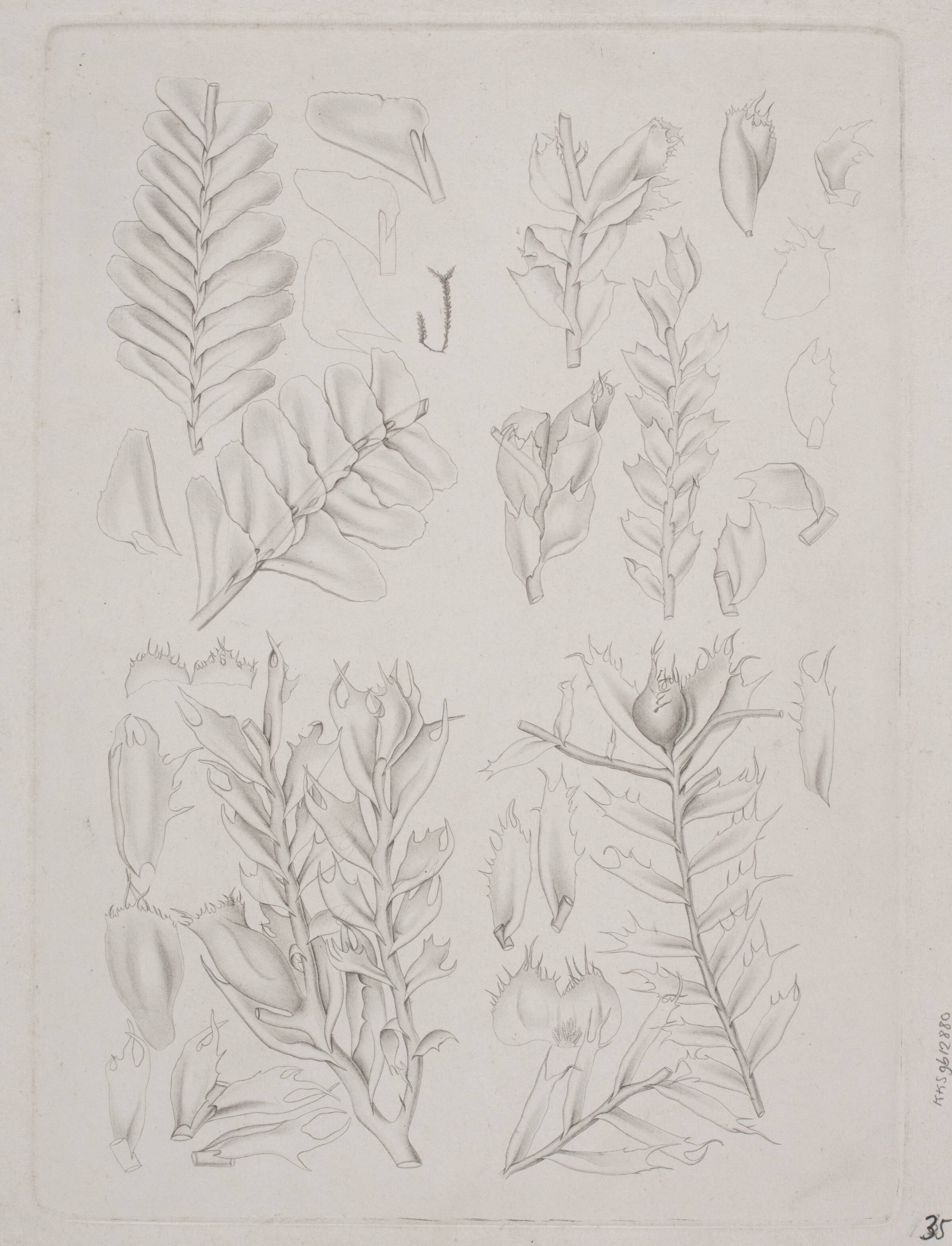 Botanisk radering, Augusta Thornam, 1850-1899