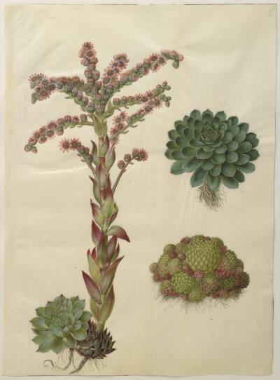 Sempervivum tectorum (almindelig husløg); Sempervivum montanum (bjerg-husløg)