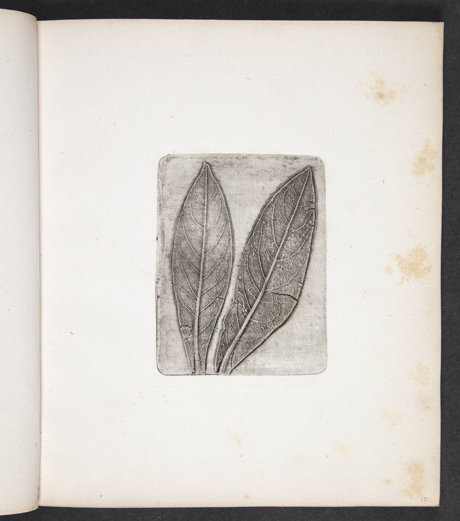 Aftryk af laurbærblade, Peter Larsen Kyhl, 1833