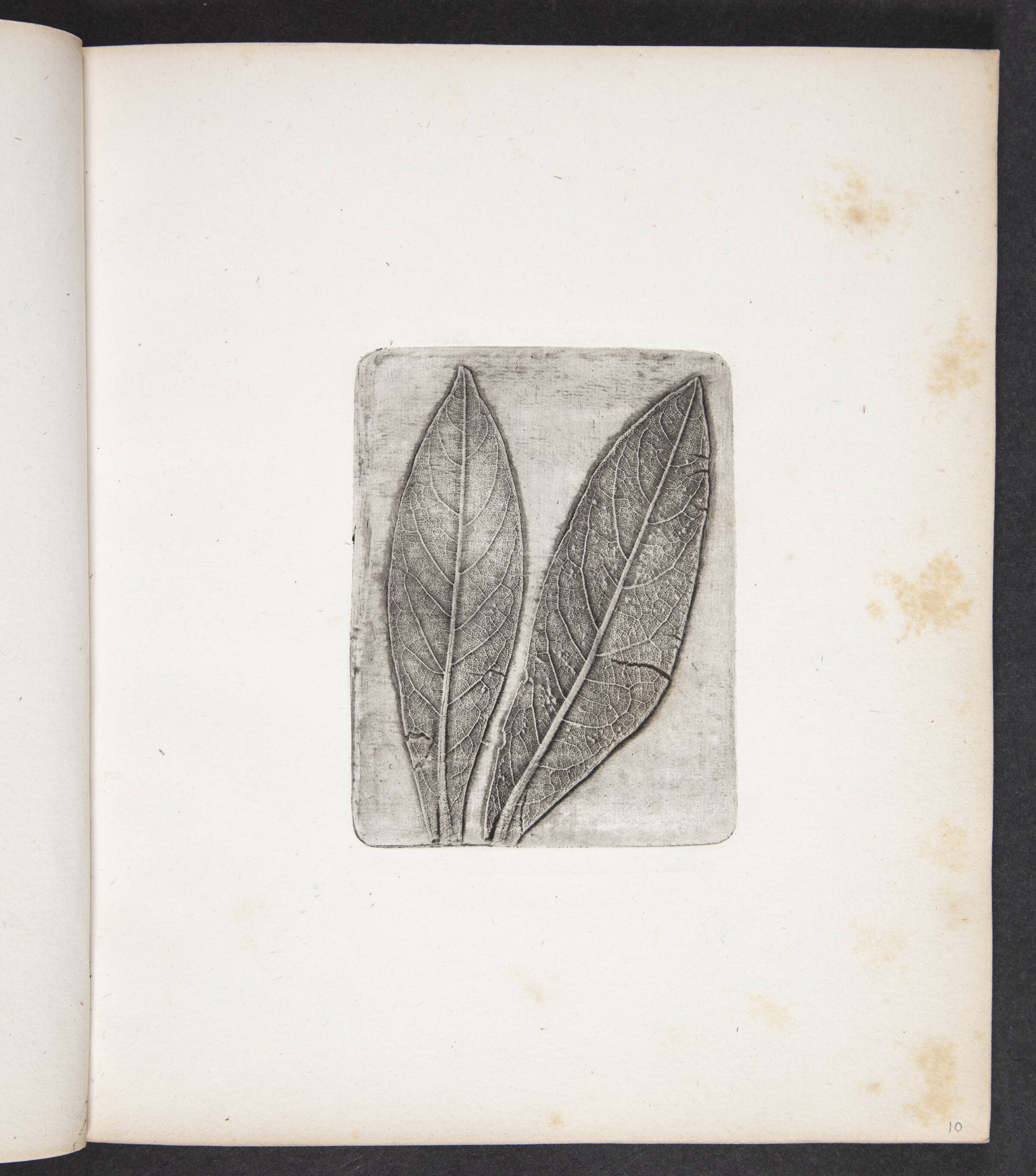 Aftryk af laurbærblade, Peter Larsen Kyhl, 1833