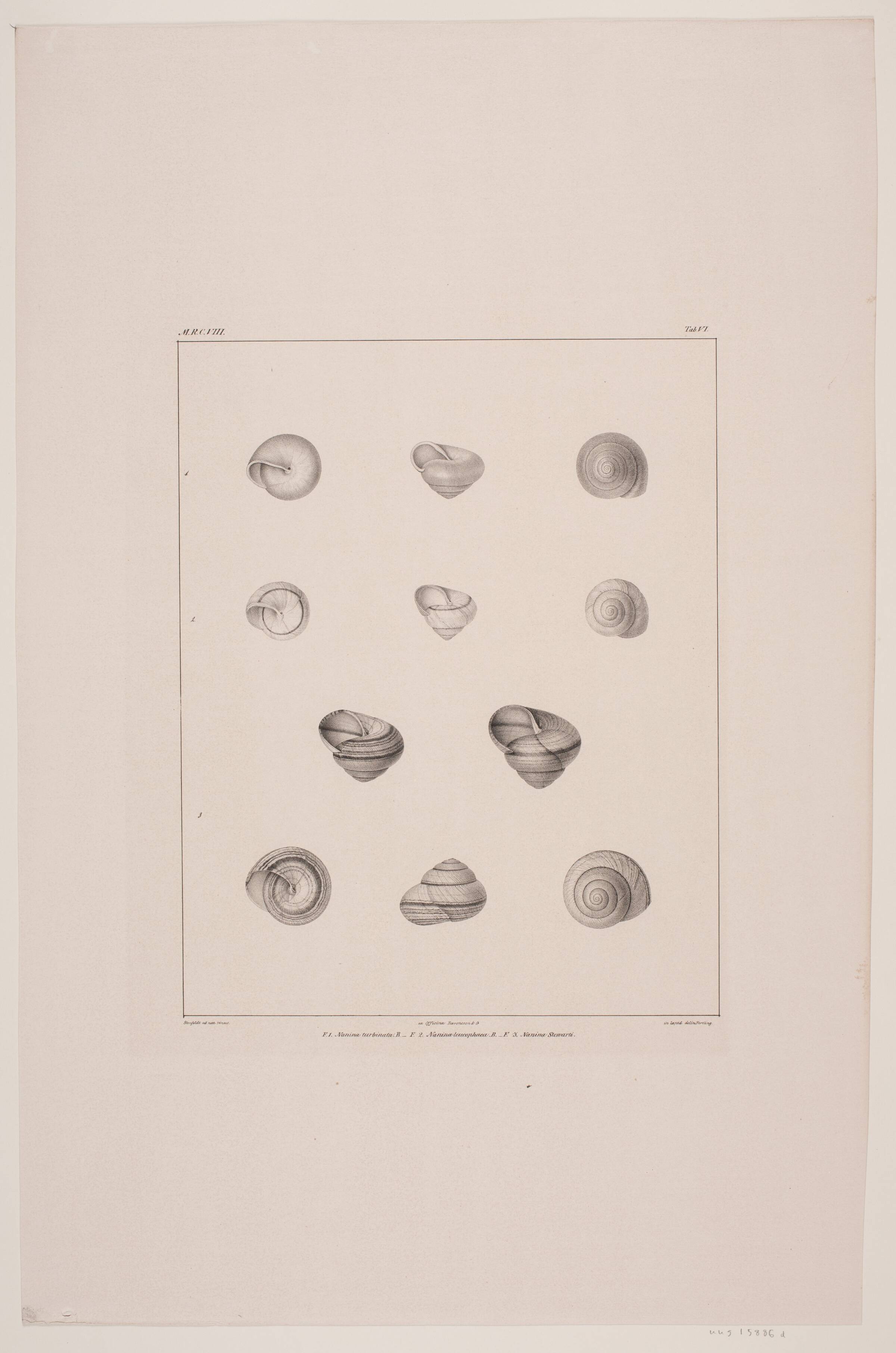 Christian VIII´s konkyliesamling, tavle VI, Edvard Fortling, 1837