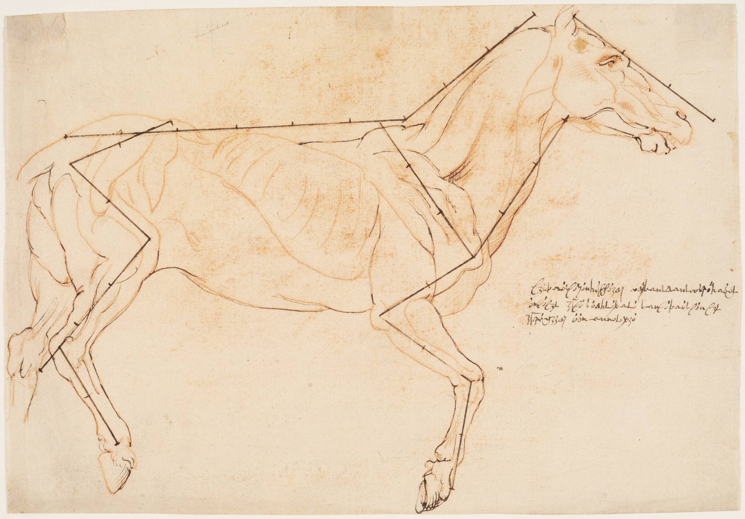Anatomisk og proportionsstudie. En hest, Willem Panneels, 1628-1630