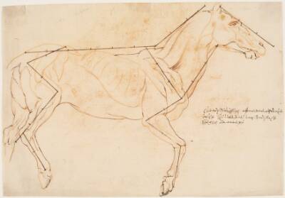 Anatomisk og proportionsstudie. En hest