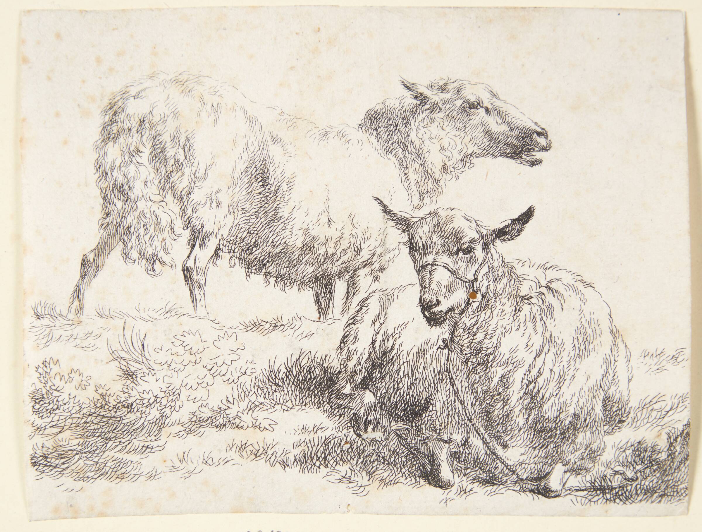 Et stående og et liggende får, Nicolaes Berchem, 1620-1683