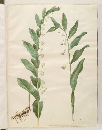 Polygonatum multiflorum (stor konval); Polygonatum odoratum (kantet konval)