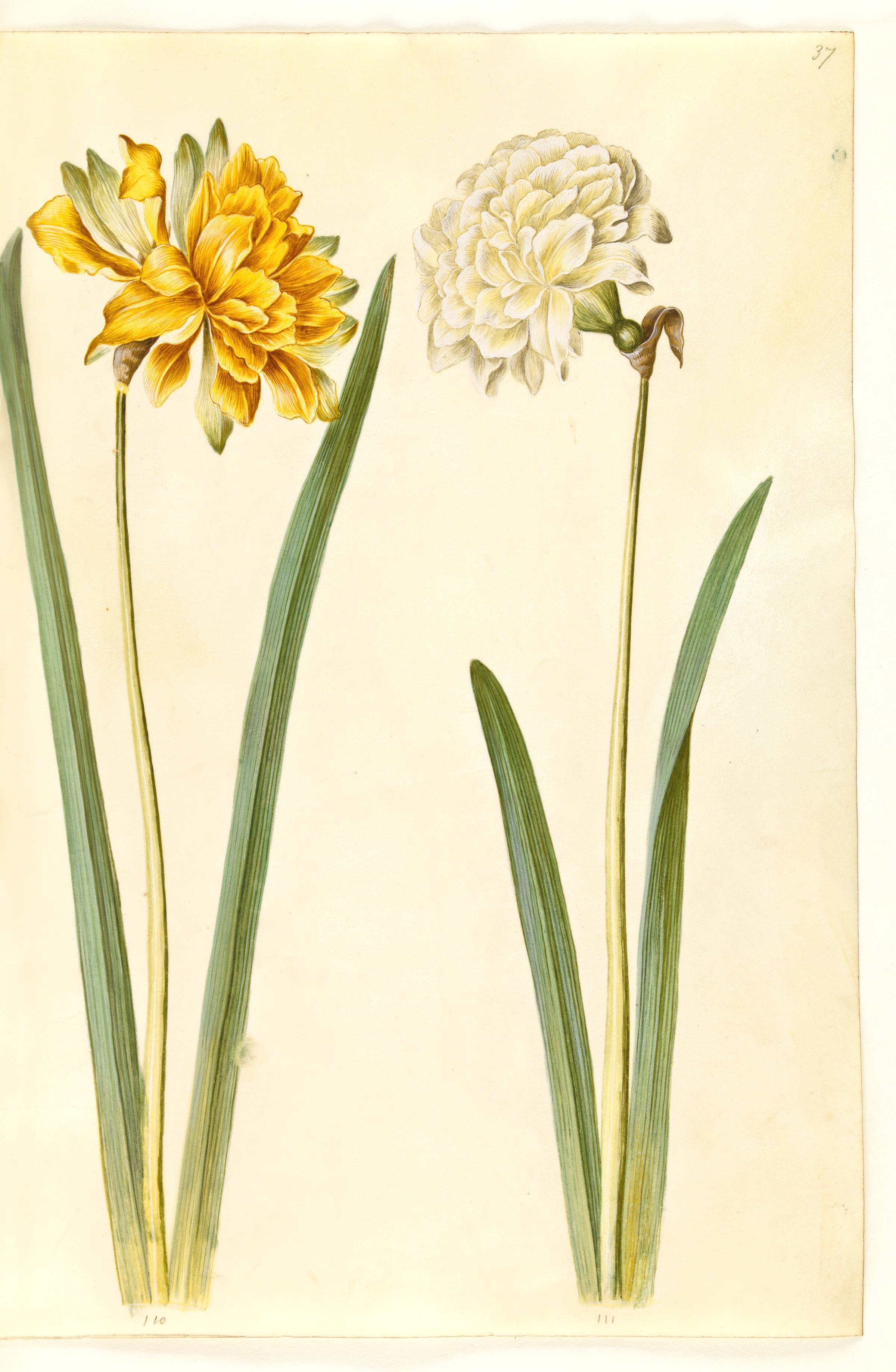 Narcissus pseudonarcissus (påskelilje), Hans Simon Holtzbecker, 1635-1664