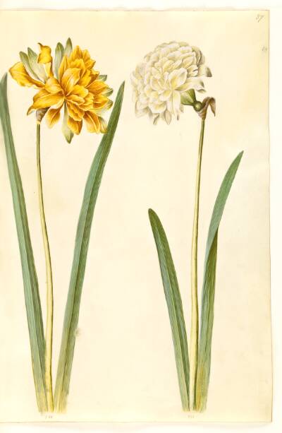 Narcissus pseudonarcissus (påskelilje)