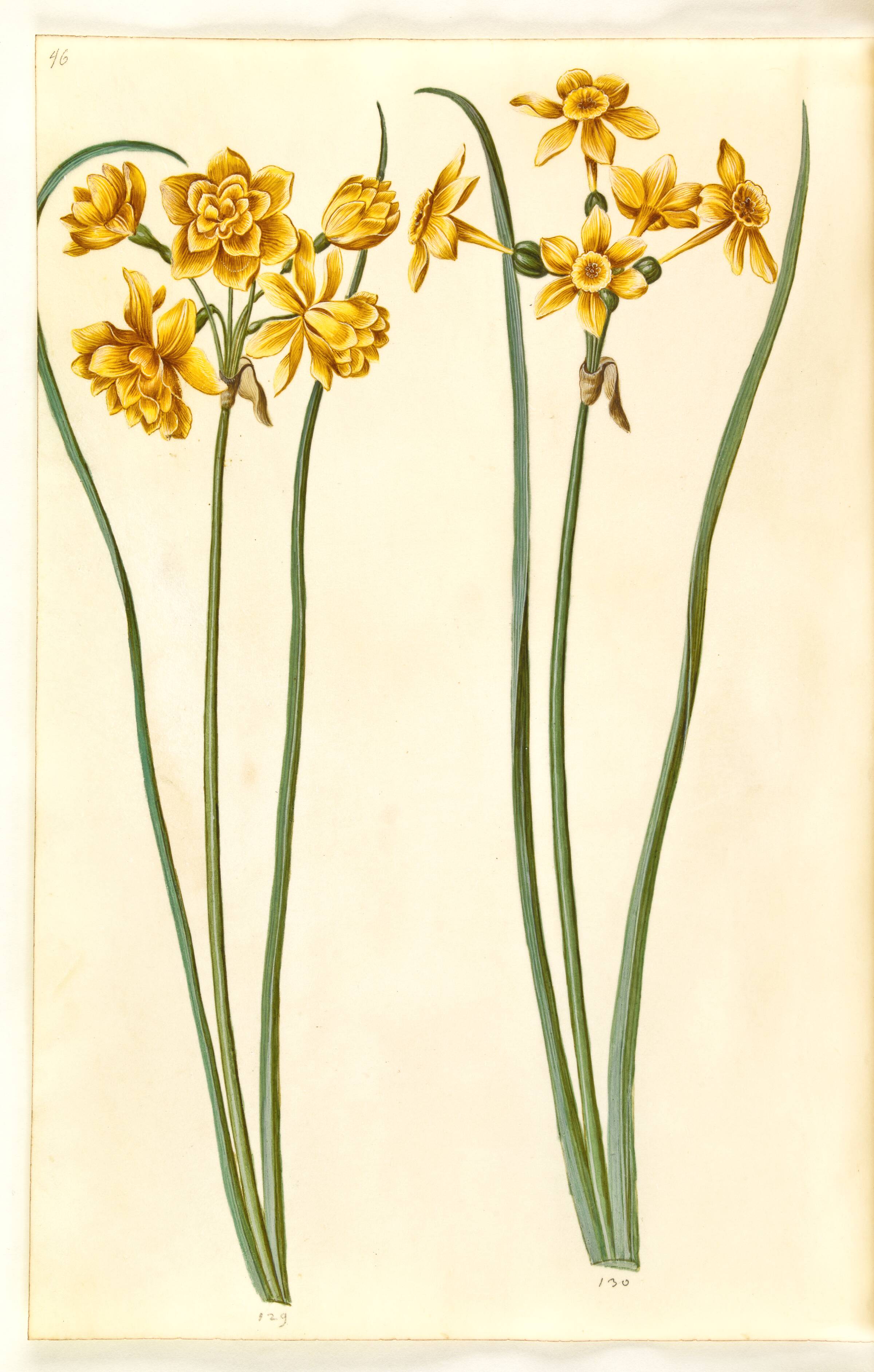 Narcissus jonquilla (siv-narcis), Hans Simon Holtzbecker, 1635-1664