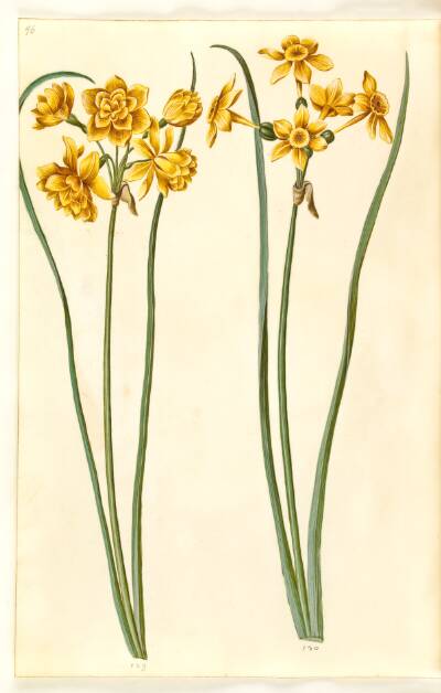 Narcissus jonquilla (siv-narcis)