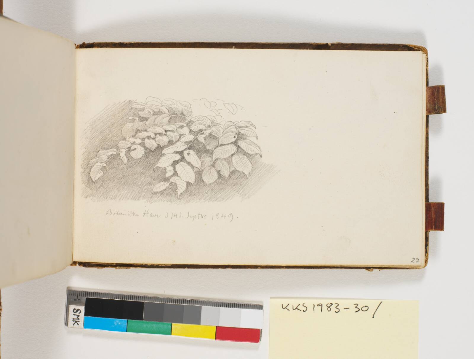 Plantestudier, P.C. Skovgaard, 1849