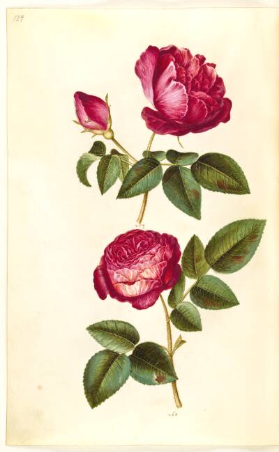 Rosa gallica (apoteker-rose); Rosa (?) (rose)