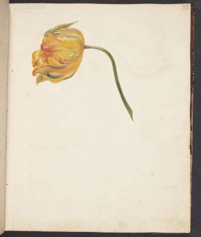 Studie af gul tulipan