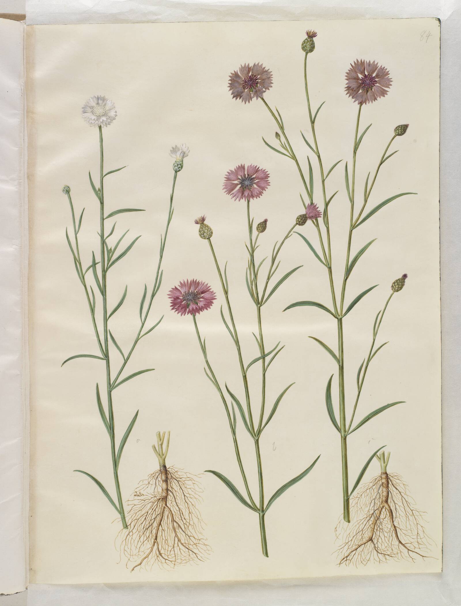 Centaurea cyanus (kornblomst), Hans Simon Holtzbecker, 1649-1659