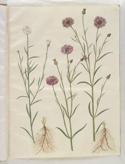 Centaurea cyanus (kornblomst)