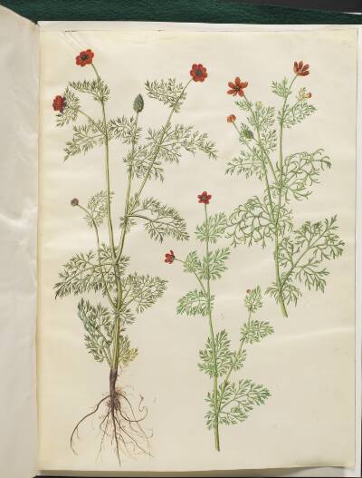 Adonis annua (høst-adonis); Adonis aestivalis (sommer-adonis)