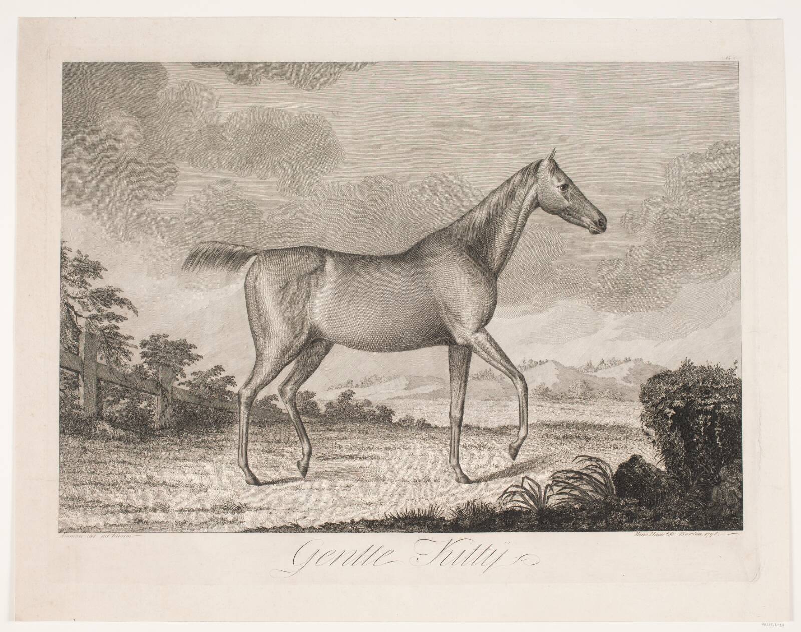 Hesten "Gentle Kitty", Meno Haas, 1795