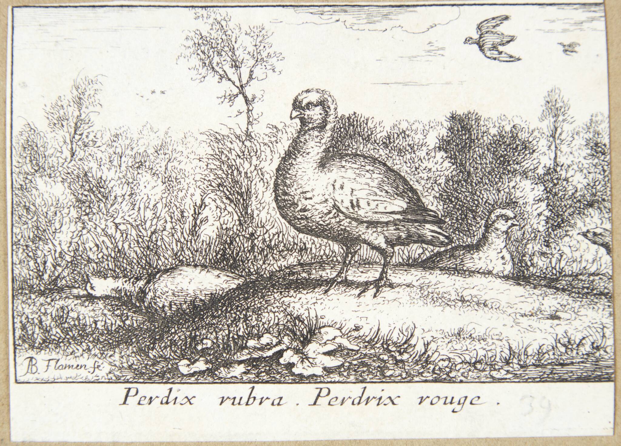 Den rødbenede agerhøne (Perdrix rubra)
