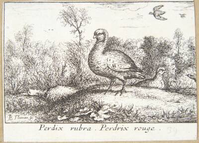 Den rødbenede agerhøne (Perdrix rubra)