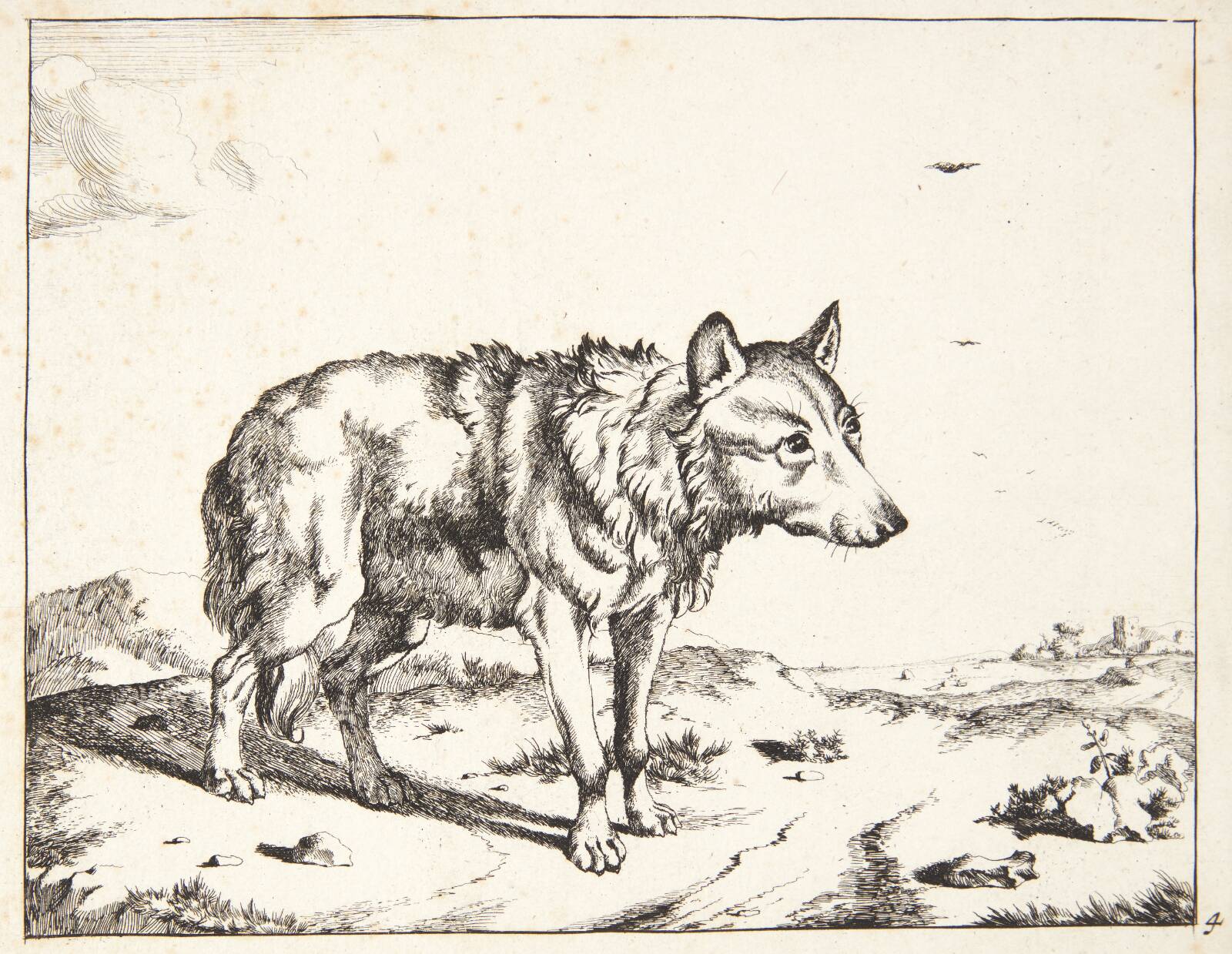 Stående ulv, vendt mod højre, Marcus de Bye, 1638-1690