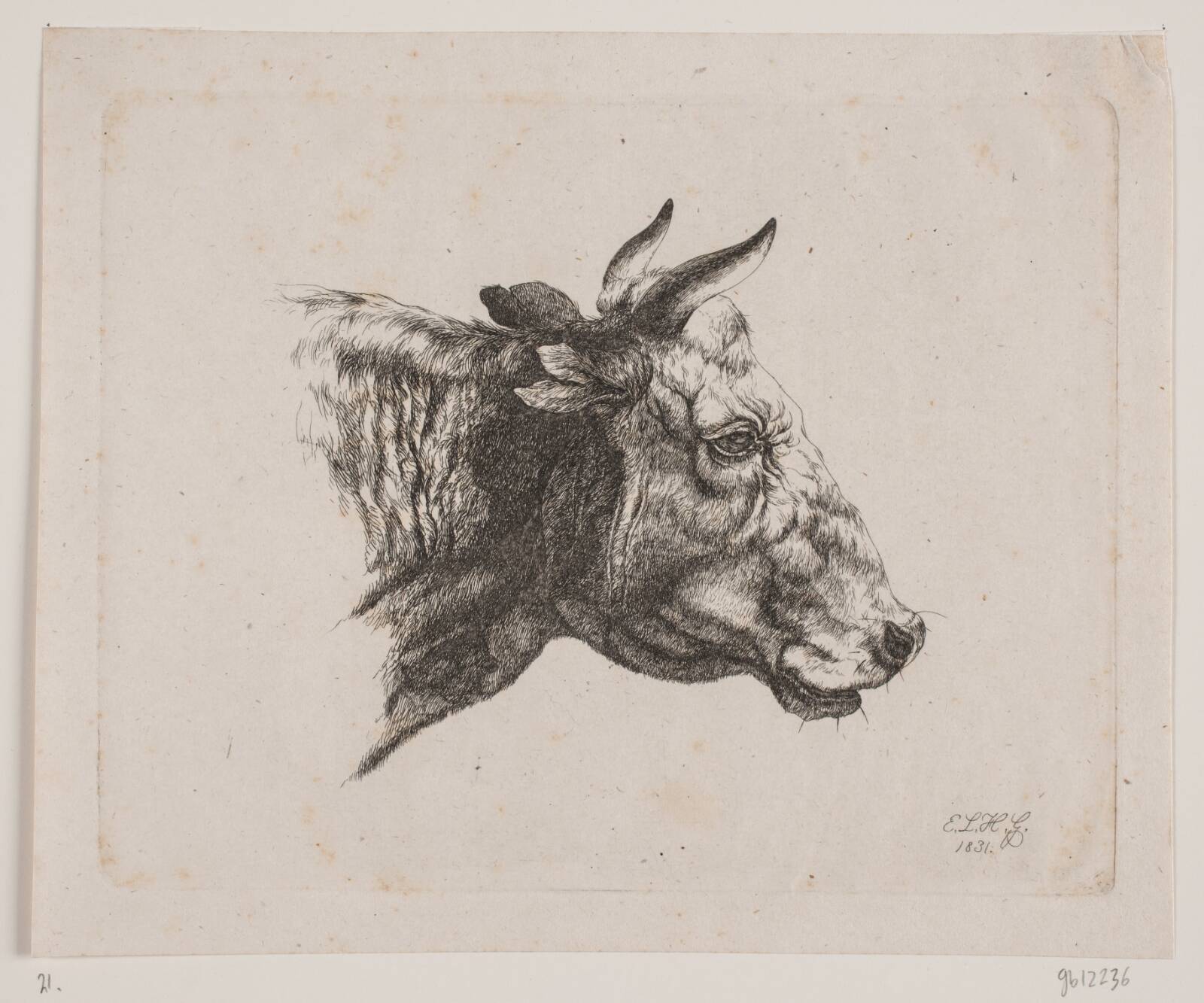 Et kohoved, Emmerik Høegh-Guldberg, 1831