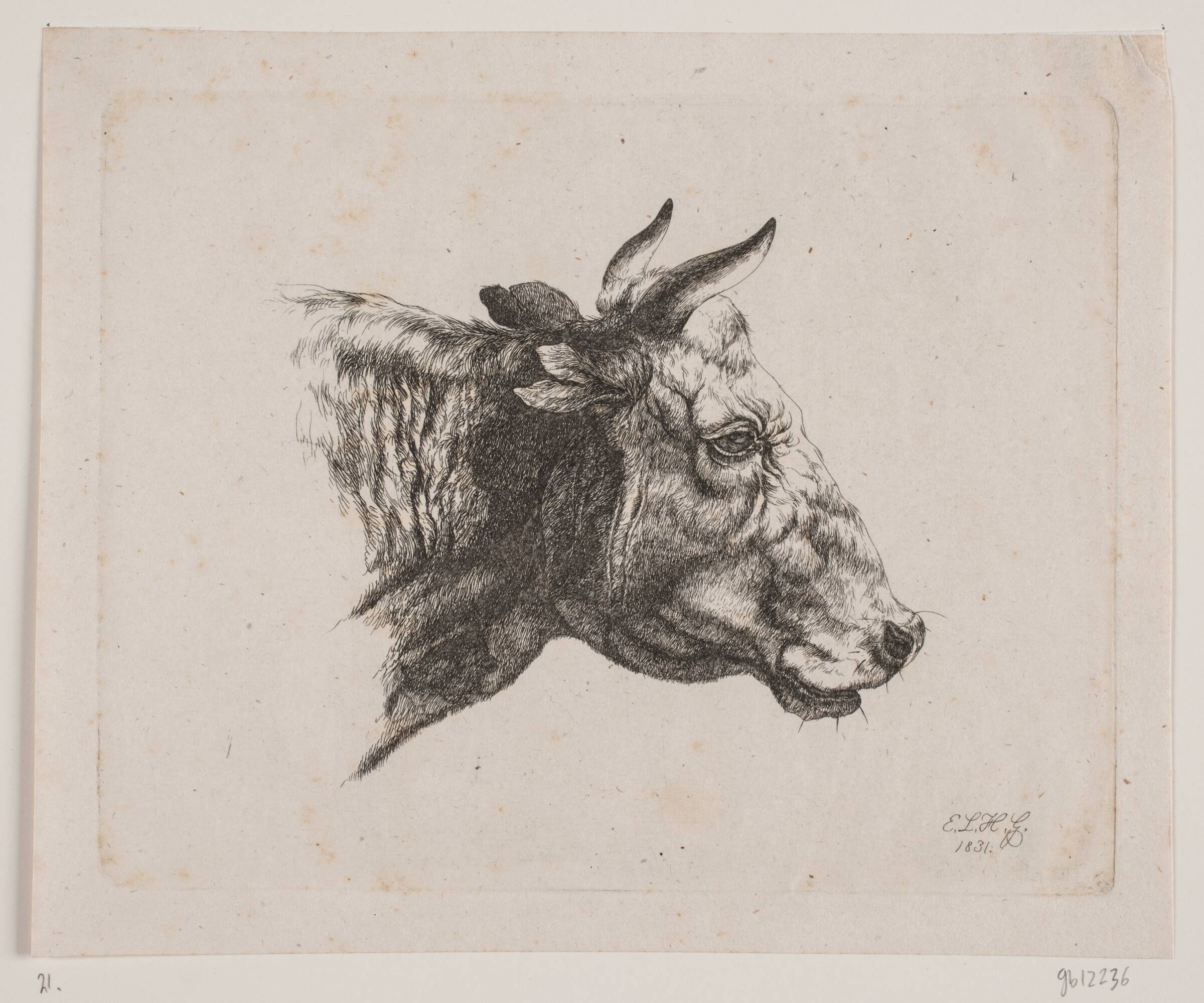 Et kohoved, Emmerik Høegh-Guldberg, 1831