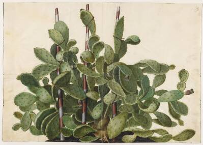 Opuntia ficus-indica, Opuntia humifusa eller Opuntia monacantha (art af figenkaktus)