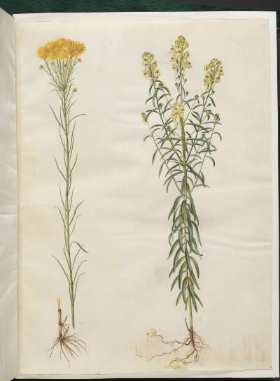 Aster linosyris (guldhår-asters); Linaria vulgaris (almindelig torskemund)